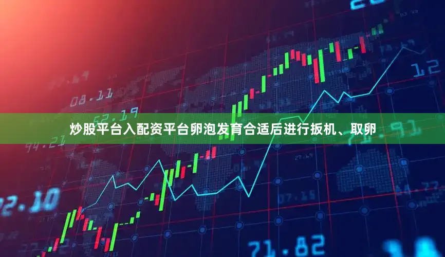 炒股平台入配资平台卵泡发育合适后进行扳机、取卵